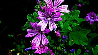 SUMMER FLOWER screenshot 2