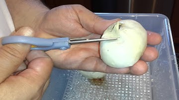 Pastel X Axanthic Het albino egg cutting