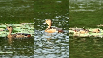 Lesser whistling duck birds #birds