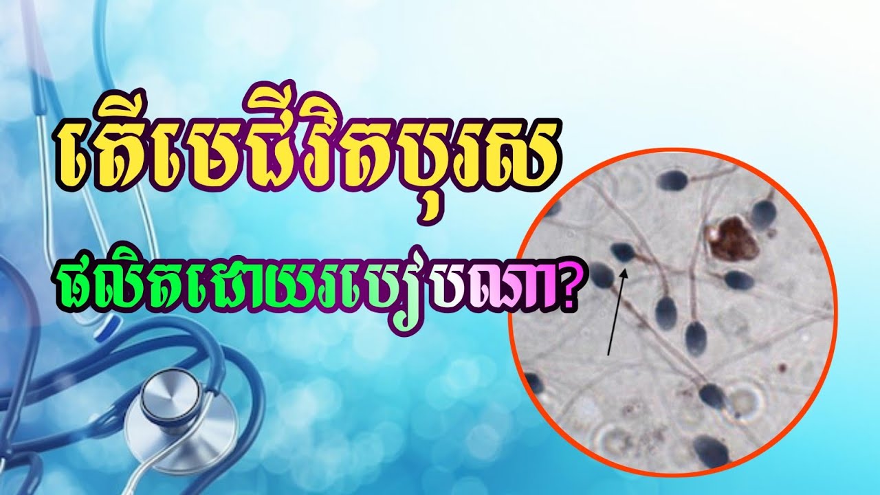មេជីវិតបុរស|កំណកាម៉ែតឈ្មោល(ស្ពែម៉ាតូសូអ៊ីត)|Spermatogenesis