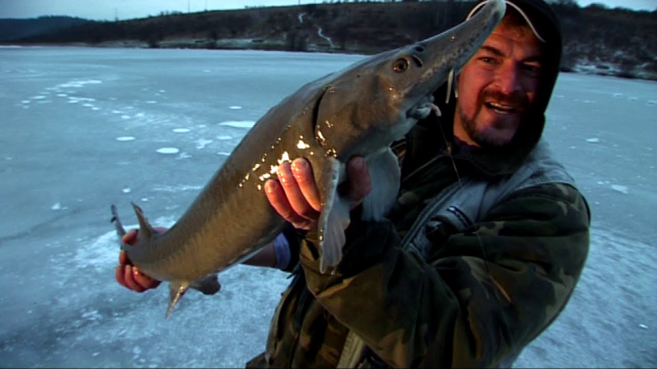 Jak na ryby s Rudou Hrušínským 1. - dírky, Nežárka, výlovy, amur na vavřínu, kapr na divoko
