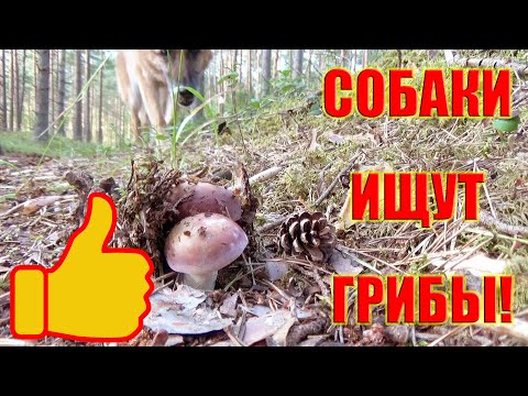 Видео: Съедобны ли собачьи грибы длюшки?