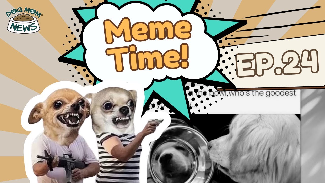 Get Ready To Giggle With Hilarious Dog Memes (Dog Meme Time) | EP 24 ...
