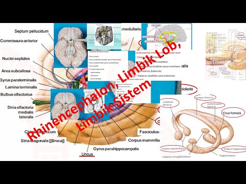 Video: Putamen limbik sistemin bir hissəsidirmi?