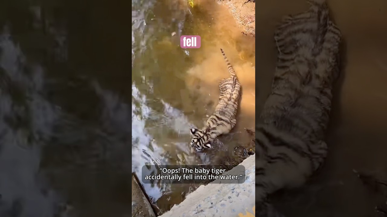Oops! The cute baby tiger accidentally fell into the water