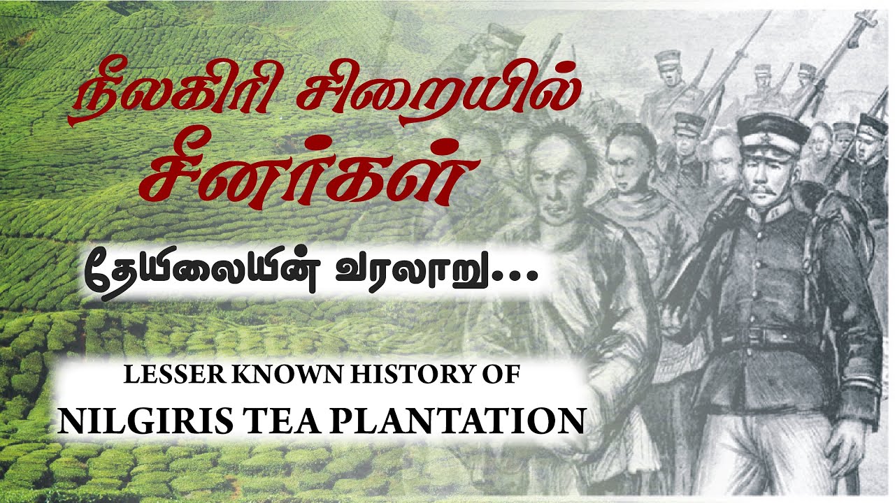 நீலகிரியில் வாழ்ந்த சீனர்கள் Nilgiris Tea Plantation history and role