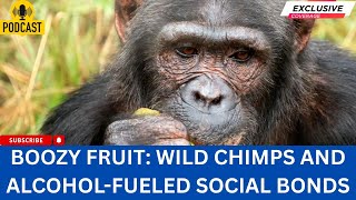 || Podcast || Boozy Fruit: Wild Chimps and Alcohol-Fueled Social Bonds ||