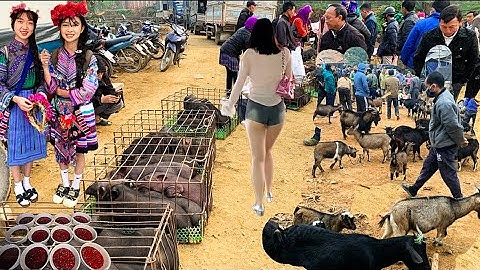 BẤT NGỜ ! Phiên Chợ Cốc Ly Bắc Hà - Dê Núi Đặc Sản , Lợn Cắp Nách…Nhộn Nhịp |