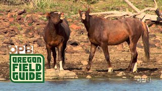 Wild Horses Grin in Oregon