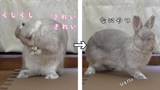 ていねいに毛づくろいしている最中でも物音がしたらすぐさま戦闘態勢にはいるうさぎ