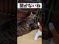 しゃべる猫「開かないね」(音源使用です)
