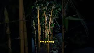 Pring Kuning hantu angker merinding