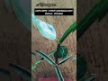 🦴 अस्थि: संहारक plant |AIAPGET Ayurvedic medicinal plant | Dravyagun vidynan #shortvideo #bams