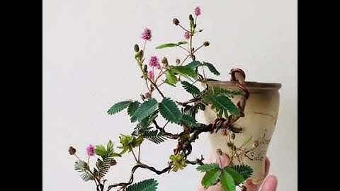 Những tác phẩm bonsai đẹp  loài  Hoa trinh nữ #1 | Thế An 84 #shorts