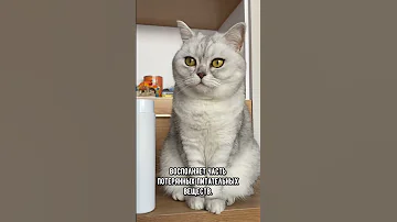 Почему кошка может съесть котят #кошка #котята