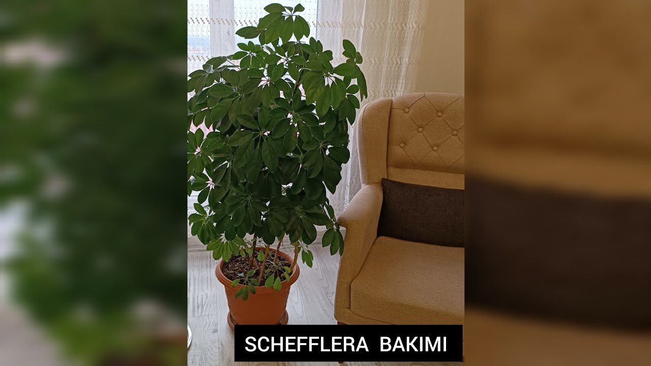 Schefflera actinophylla harms- schefflera neden yaprak döker - schefflera bakımı -