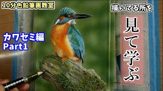 10分色鉛筆画教室】見て学ぶカワセミの描き方Part1 - YouTube