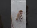 cute #monkey baby #reaction #video #viral #reel