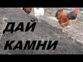 Чем кормить кур - Минеральная добавка и камни для кур.