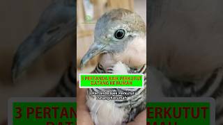3 Pertanda Baik Perkutut Datang Ke Rumah #shorts #perkutut #burung #burungperkutut #perkututlokal