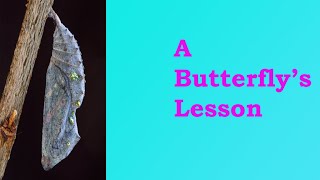 A Butterfly's Lesson