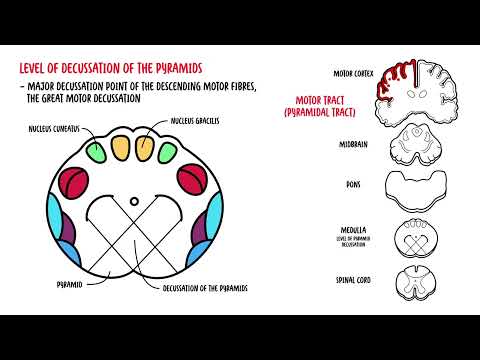 Video: Medulla oblongata poate fi operată?