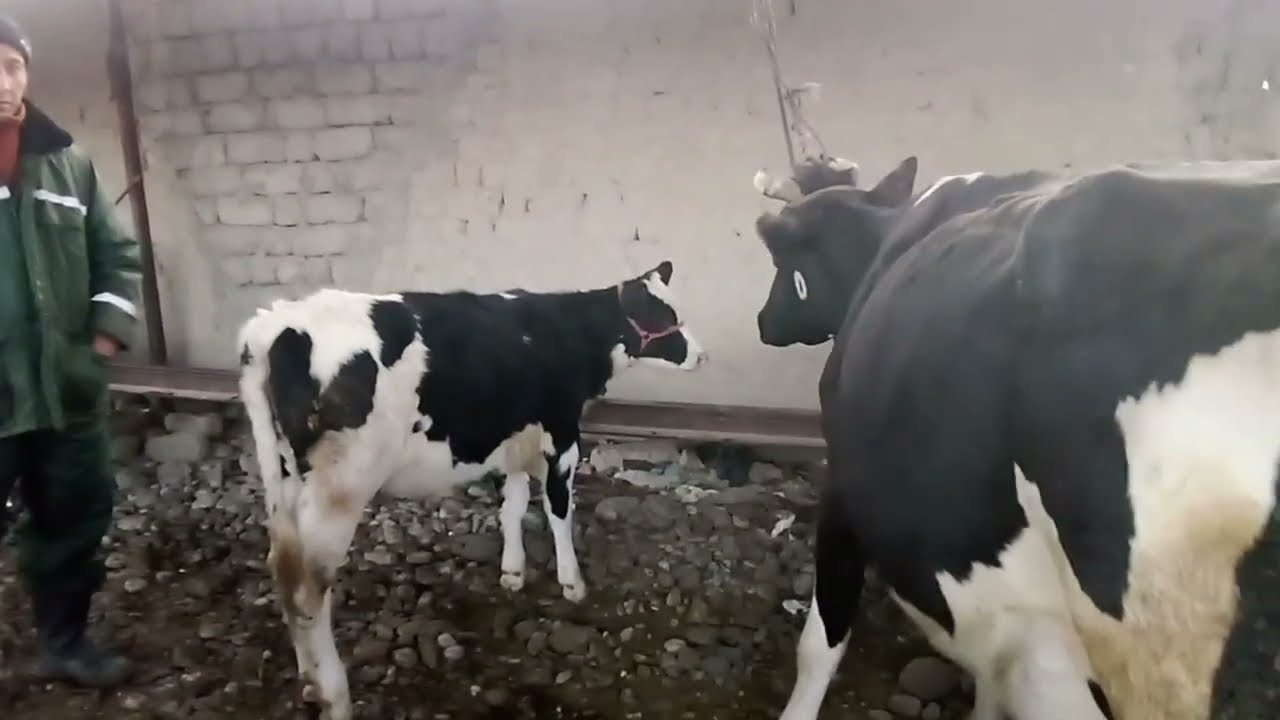 МОЛБОЗОР.ГОВМУШХО ОЧА БАЧА.