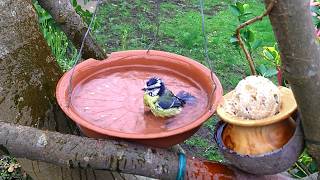 Bird Bath 5 - Blue S & Great S Feeding & Bathing. Asmr