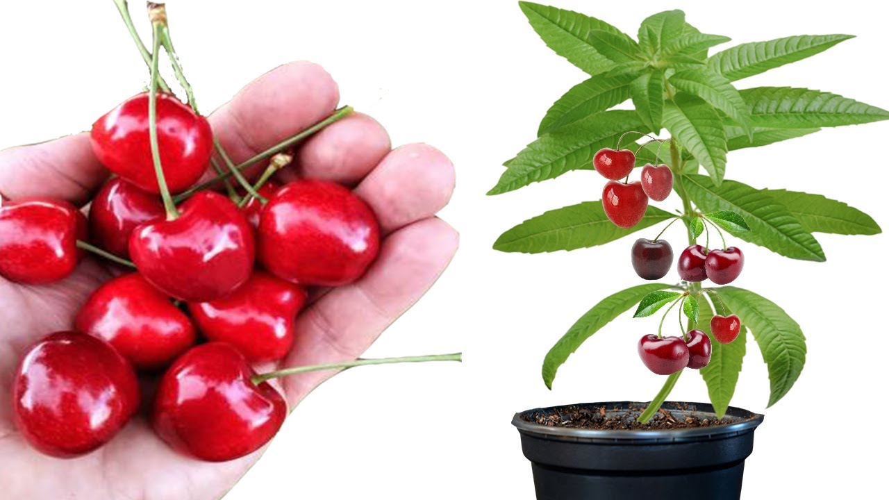 Cultiver des cerises d'une manière étonnante