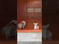 いらっしゃいませ〜古民家へようこそ！#看板犬#チワワ#ダックス#古民家