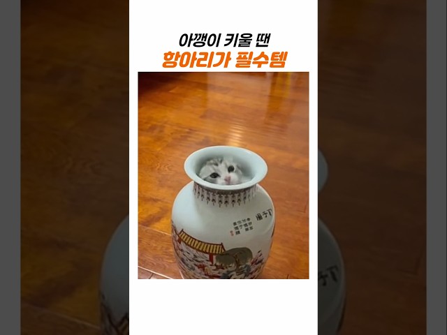 아깽이 앞에 항아리를 갖다 놓으면 벌어지는 일