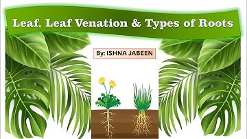 |Leaf, Leaf Venation and Types of Roots| #CBSE #NCERT [by Ishna Jabeen]