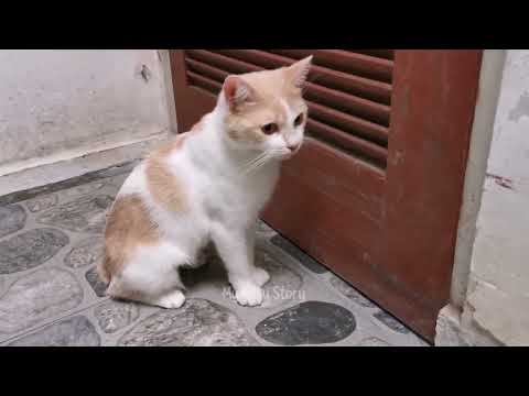 1 HOUR REAL CAT IN HEAT MEOWING MATE CALLING   PRANK YOUR PETS