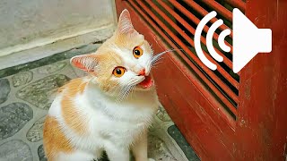 1 HOUR REAL CAT IN HEAT MEOWING MATE CALLING - PRANK YOUR PETS screenshot 3