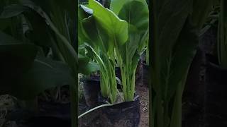 Menanam sawi di polybag sangat subur