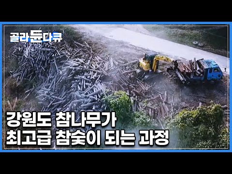 대한민국 1등급 참숯이 탄생하는 과정│무려 5시간 동안 허리 한번 제대로 펴지 못하고 100킬로가 넘는 참나무를 나르는 극한의 작업자들│숯 만들기│참숯 공장│극한직업│#골라듄다큐