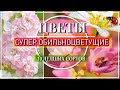 10 СУПЕР ОБИЛЬНОЦВЕТУЩИХ ЦВЕТОВ ИЗ СЕМЯН /  ПОСЕЙТЕ ИХ -  НЕ ПОЖАЛЕЕТЕ!