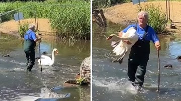 Man rescues swan trapped in a river