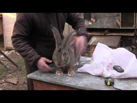 ჩემი რიზენის წონები