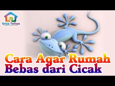 Cara mengusir cicak di rumah menurut islam