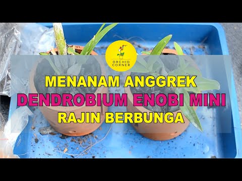 MENANAM ANGGREK DENDROBIUM ENOBI MINI YANG RAJIN BERBUNGA #7