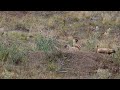 Second half of August. Baby marmots are still walking before their first hibernation