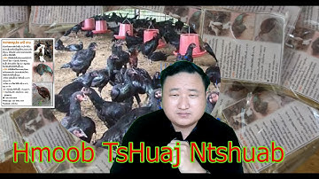 TsHuaj Zoo Qaib - os  Mob Aw 2020