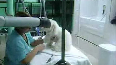 Como fica a mistura de Poodle com Maltês?