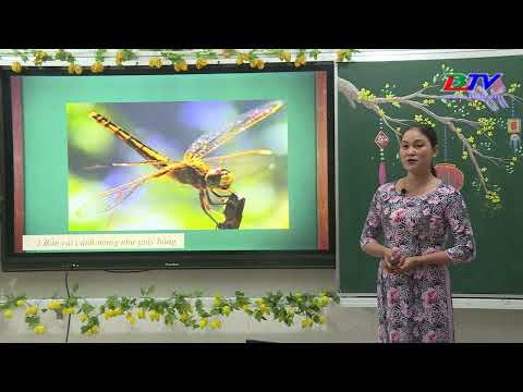 Video Tiếng Việt - Lớp 4 | Tập đọc: Con chuồn chuồn nước - youtube