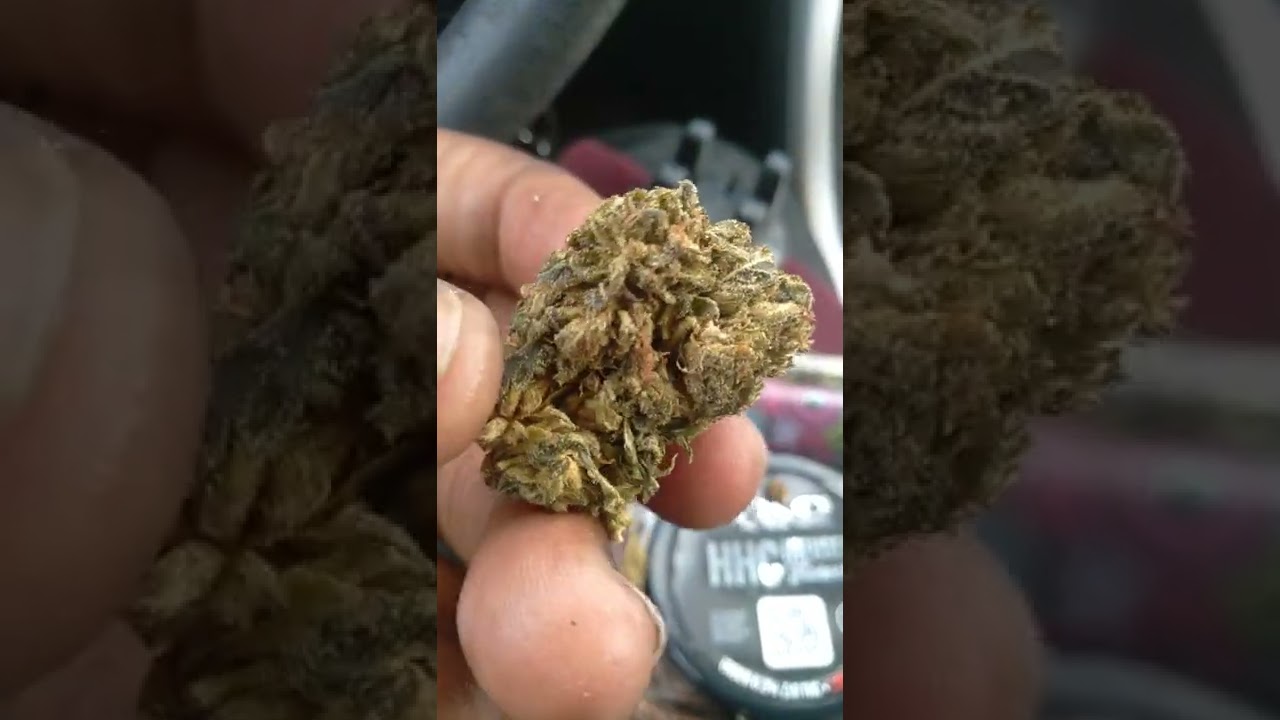 HHC SOUR DIESEL:TKO by Terp NatioN 