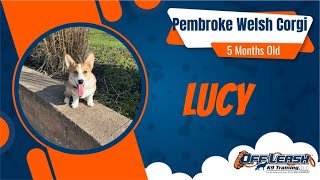 Amazing Obedience Training Transformation | 5 Month Old Pembroke Welsh Corgi