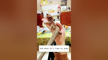 Adorable Bearded Dragon Care🦎#beardeddragon #reptile #shorts