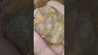 I found a Brachiopod Impression in a River Rock