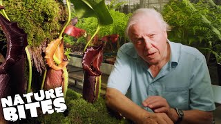 David Attenborough VS A Deadly Plant! | Nature Bites